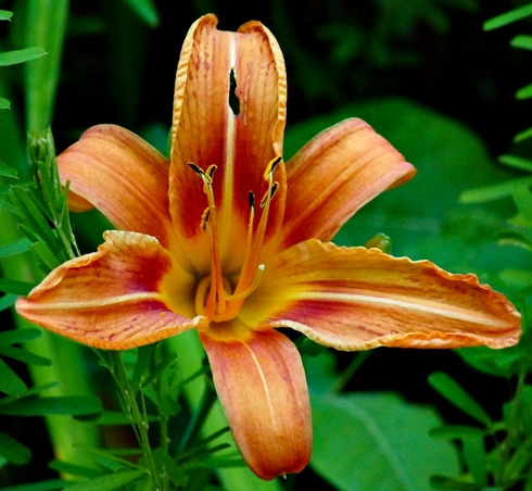 {Hemerocallis fulva}